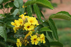 Markhamia platycalyx